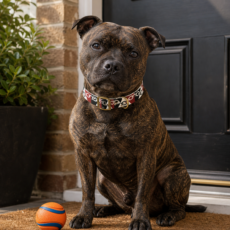 Black Country Flag Dog Collar
