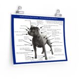 SBT Breed Standard poster - Image 2
