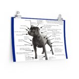 SBT Breed Standard poster - Image 3