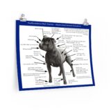 SBT Breed Standard poster