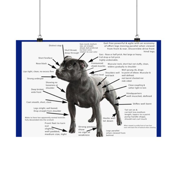 SBT Breed Standard poster - Image 5