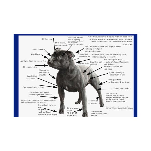 SBT Breed Standard poster - Image 6
