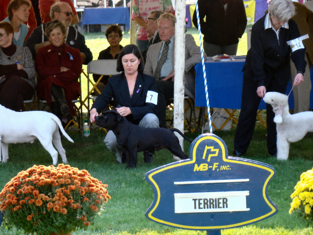Understanding the Staffordshire Bull Terrier Standard