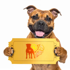 Raffle - Greeting Card Bundle